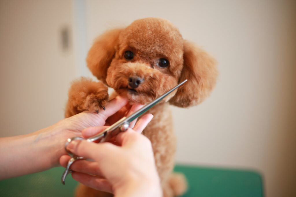 犬のトリミングにかかる平均時間は?負担を少なくする方法や注意点などを解説