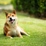 犬が骨折する原因は？犬の骨折を予防する方法も併せて解説します