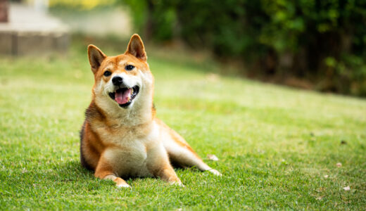 犬が骨折する原因は？犬の骨折を予防する方法も併せて解説します