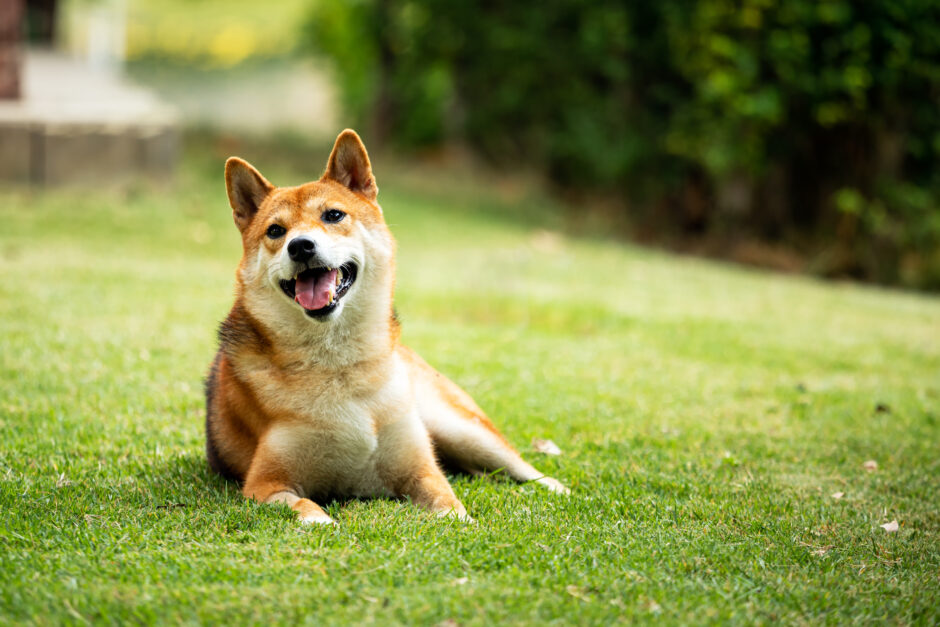 犬が骨折する原因は？犬の骨折を予防する方法も併せて解説します