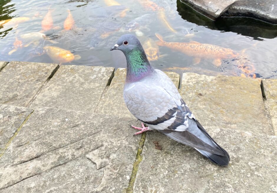 動物病院で鳩は診察できない理由とは？ペットの鳩の診療や、けがや病気の鳩の対処法を解説