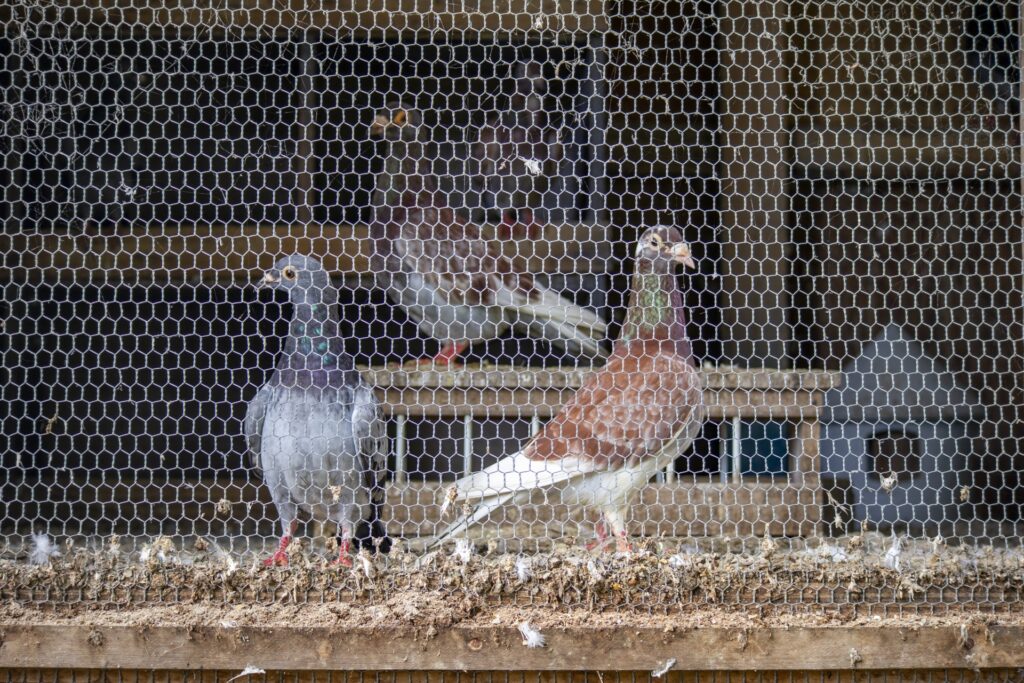 飼育されている鳩
