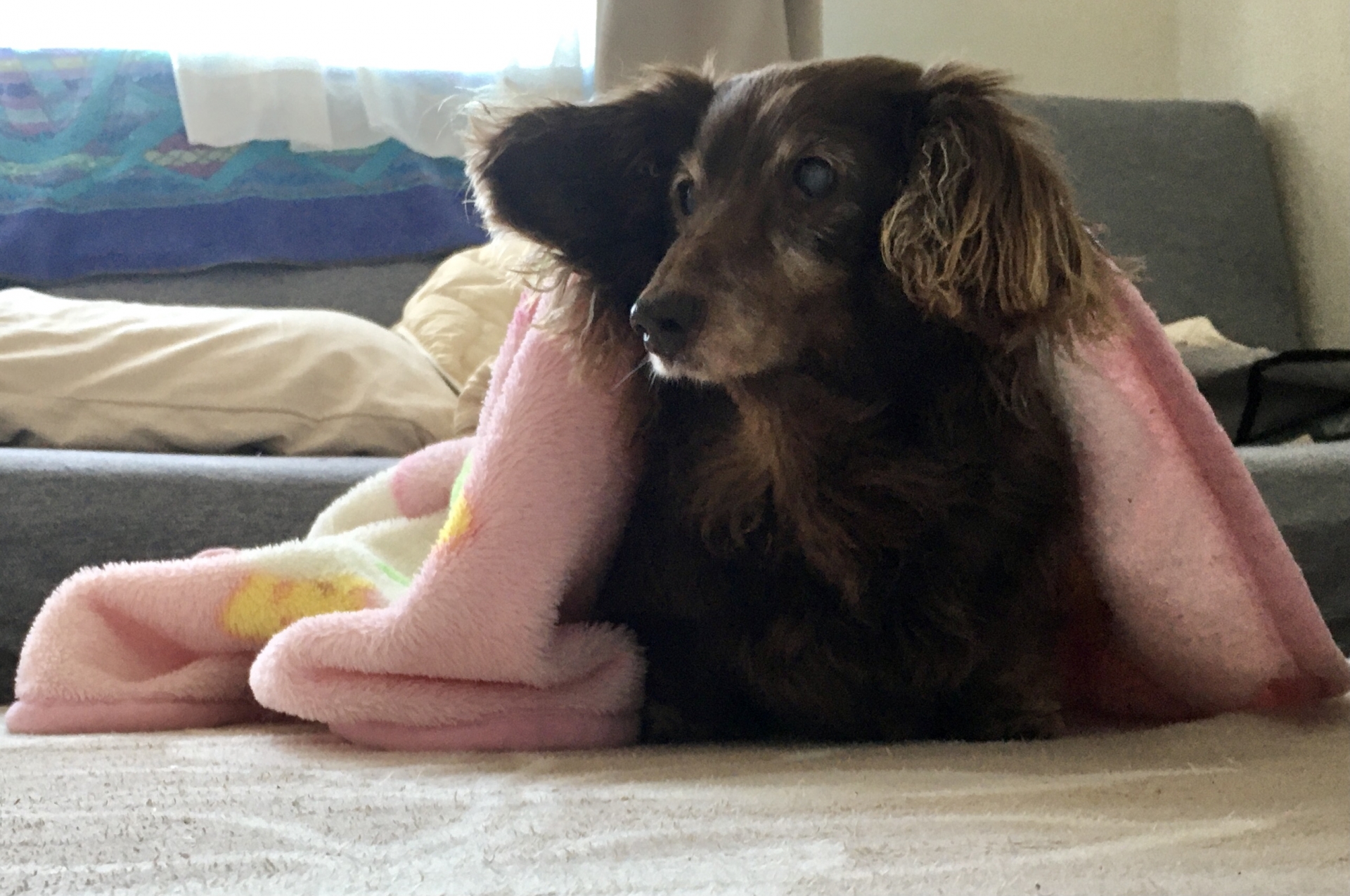 高齢の犬