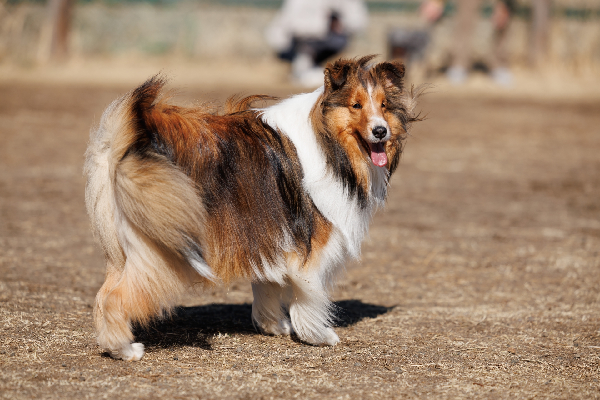 レイ　犬