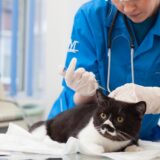 動物病院での歯石取りの料金は？犬や猫の歯石除去の流れや注意点を解説