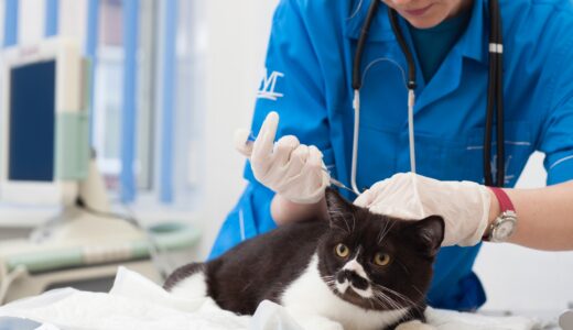 動物病院での歯石取りの料金は？犬や猫の歯石除去の流れや注意点を解説