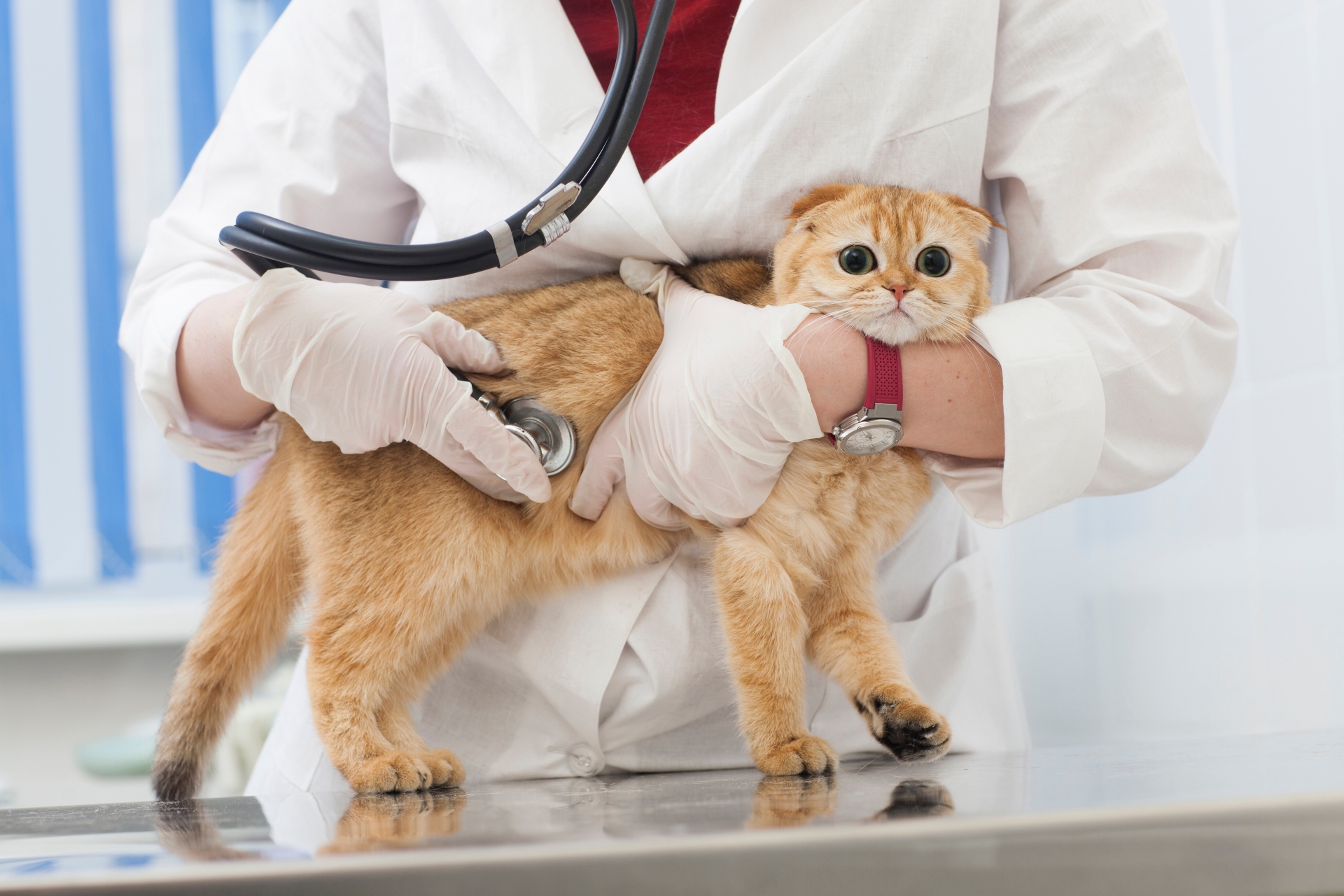 診察を受ける猫
