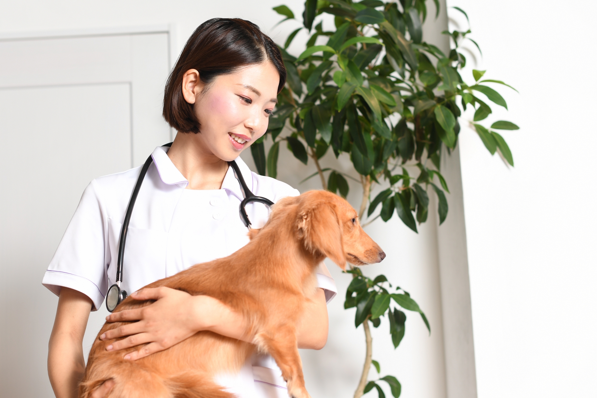 犬（動物・ペット）の診療をする女性の獣医