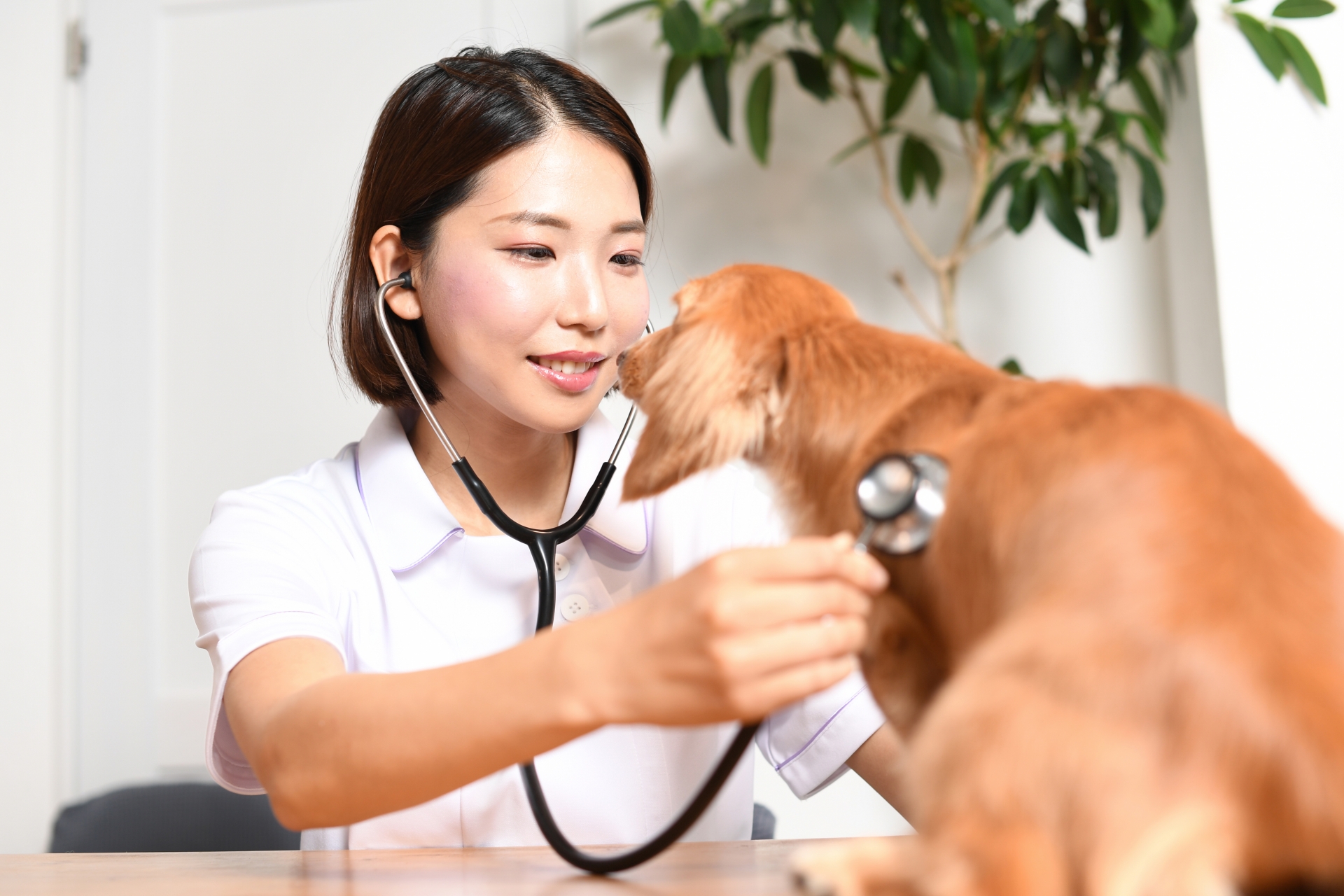 犬（動物・ペット）の診療をする女性の獣医