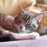 ペットホテルで猫は個室にすべき？注意点や施設の選び方、アフターケアについて解説