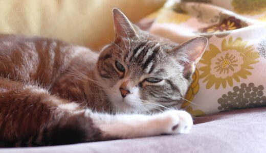 ペットホテルで猫は個室にすべき？注意点や施設の選び方、アフターケアについて解説