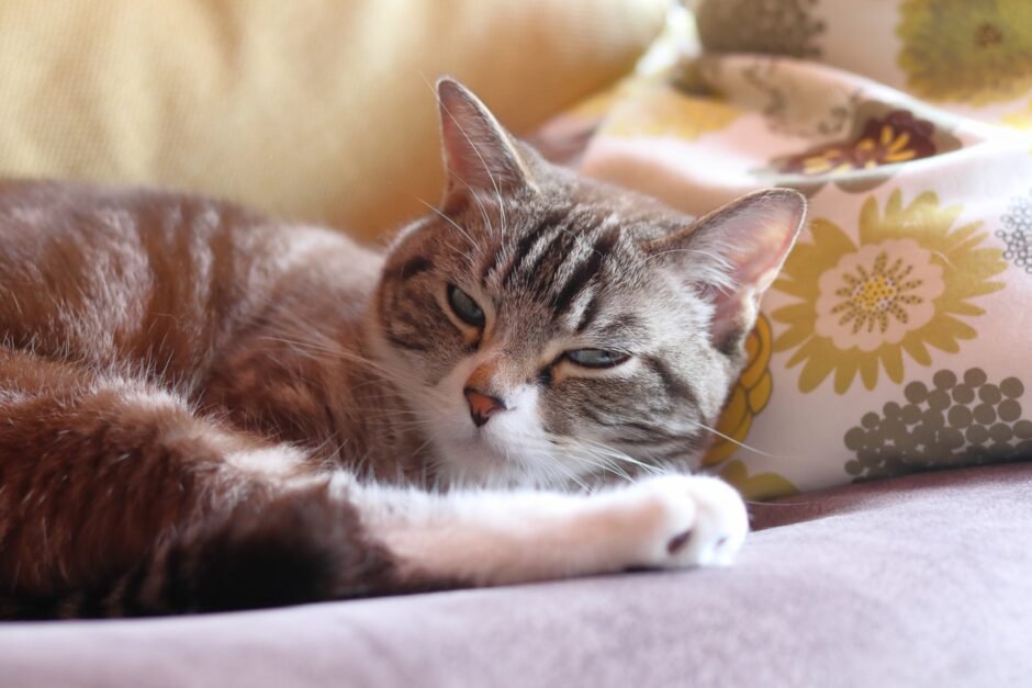 ペットホテルで猫は個室にすべき？注意点や施設の選び方、アフターケアについて解説
