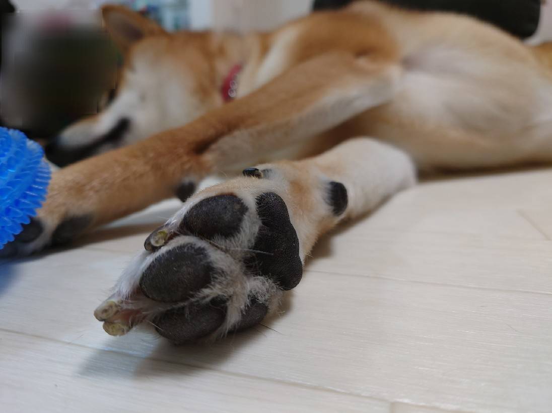 柴犬ねる