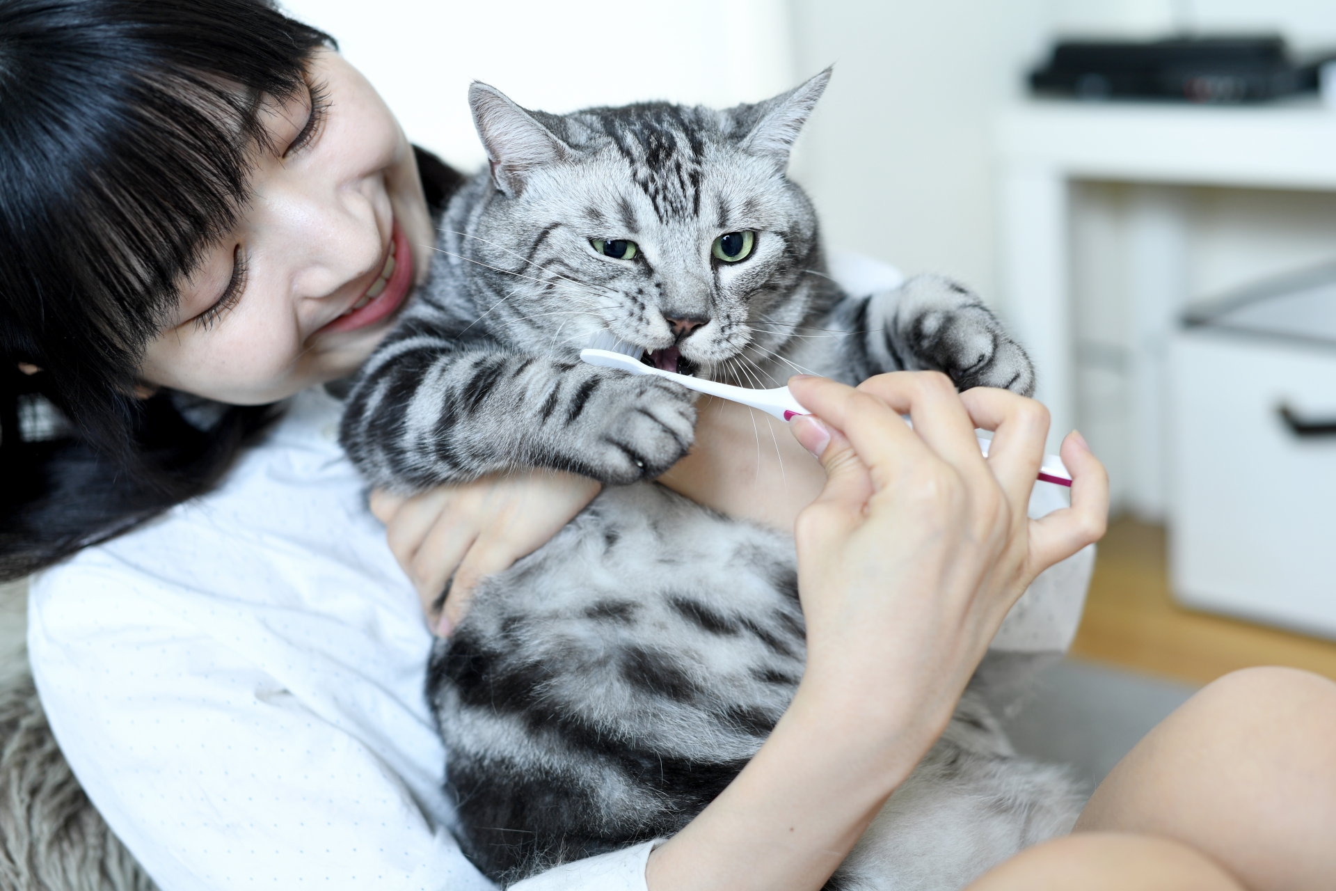 猫の歯磨きをする若いアジア人女性
