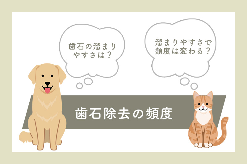犬や猫の歯石除去の頻度
