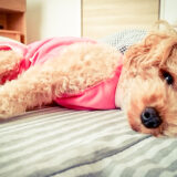 犬の歩行困難の原因は？考えられる疾患や対処法を解説