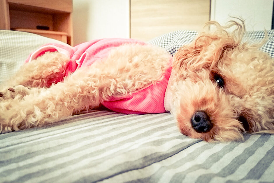 犬の歩行困難の原因は？考えられる疾患や対処法を解説