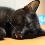 猫が病気になったら治療費はどのくらいかかる？かかりやすい病気やペット保険の必要性を解説