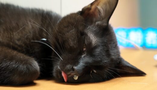 猫が病気になったら治療費はどのくらいかかる？かかりやすい病気やペット保険の必要性を解説