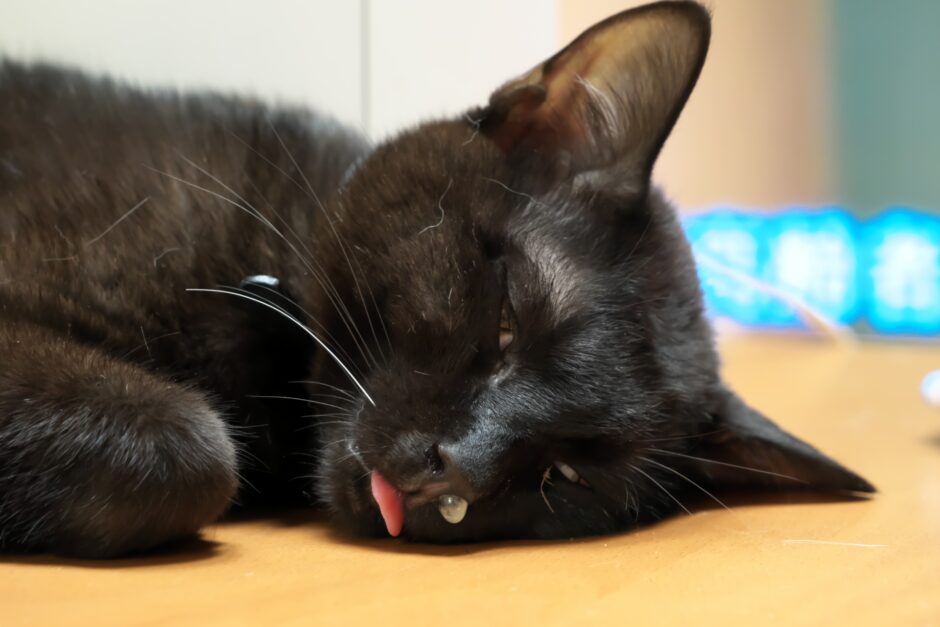 猫が病気になったら治療費はどのくらいかかる？かかりやすい病気やペット保険の必要性を解説