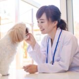 犬が結膜炎になる原因と症状｜治療法や予防法についても解説