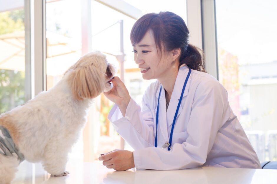 犬が結膜炎になる原因と症状｜治療法や予防法についても解説