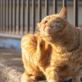 猫のアトピー性皮膚炎｜原因や治療方法、予防法も解説