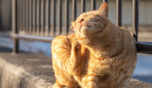 猫のアトピー性皮膚炎｜原因や治療方法、予防法も解説