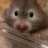 ハムスターを診察してくれる動物病院の探し方｜治療費用の相場や通院時の注意点も解説