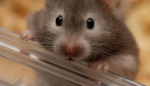 ハムスターを診察してくれる動物病院の探し方｜治療費用の相場や通院時の注意点も解説
