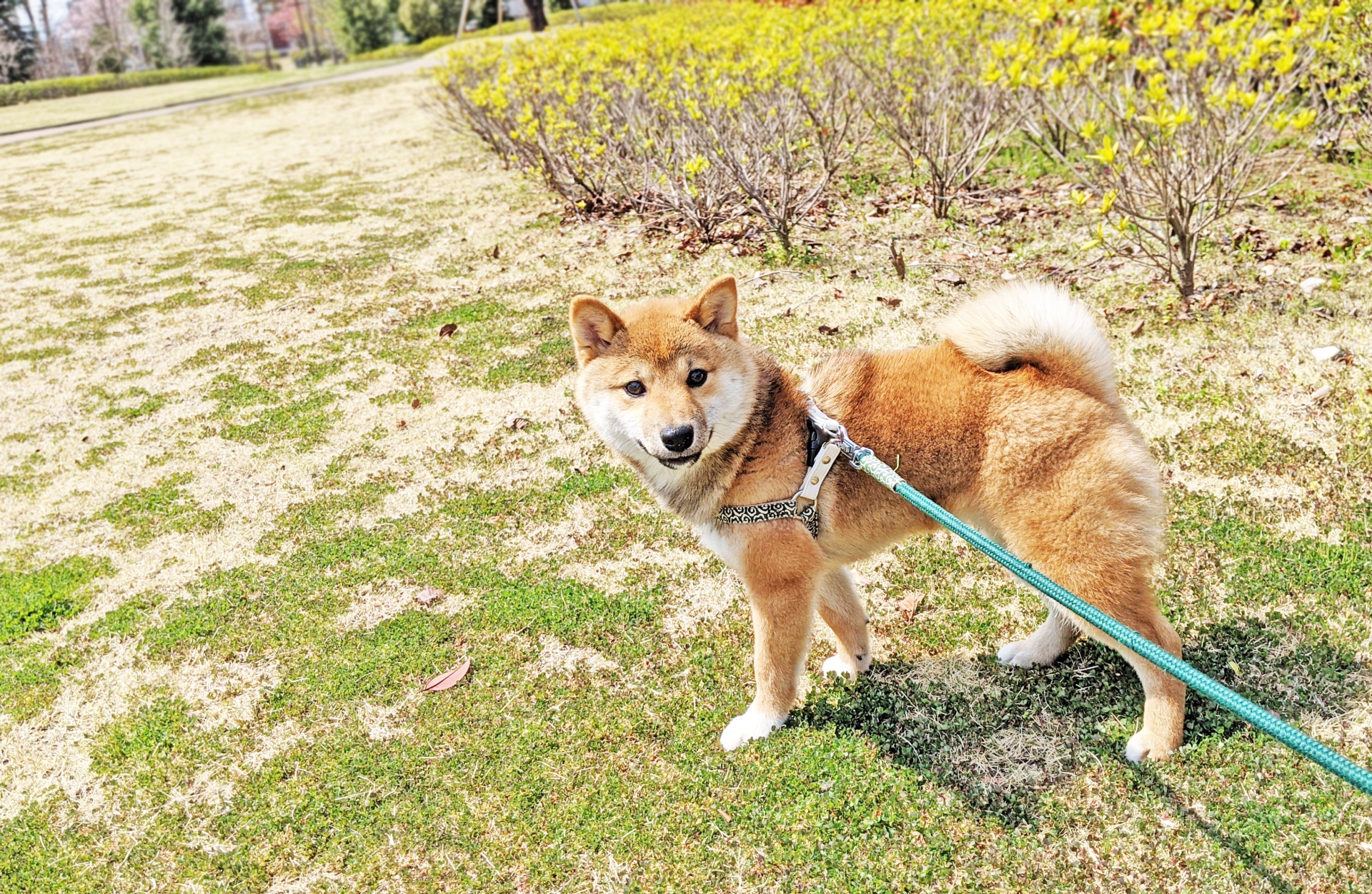 振り向く柴犬