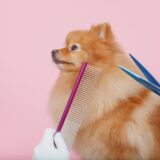 動物病院でのトリミングについて｜特徴やメリット、サロンとの違い、費用相場も解説