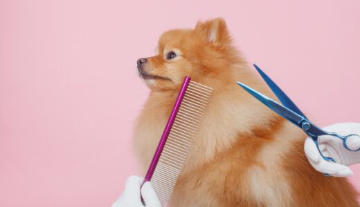動物病院でのトリミングについて｜特徴やメリット、サロンとの違い、費用相場も解説