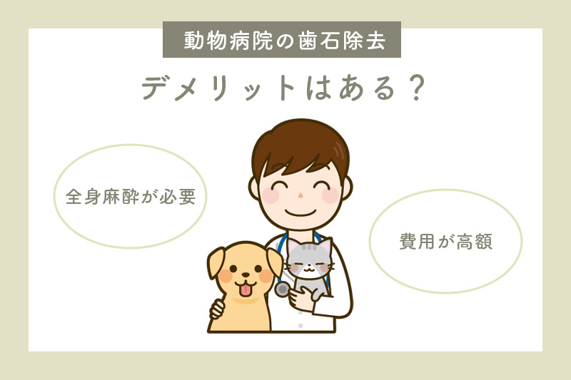 動物病院での歯石除去のデメリット