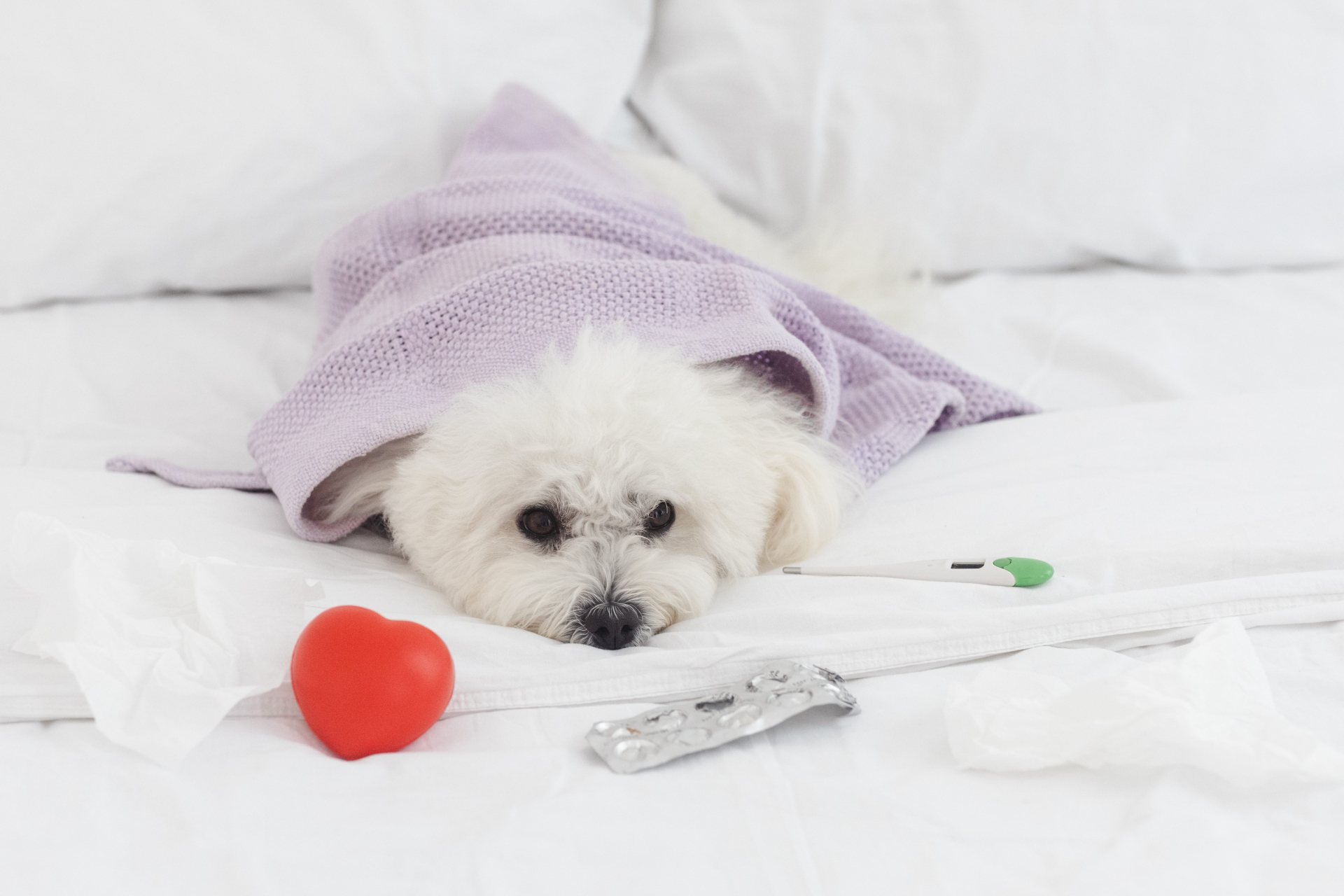 体調不良の犬