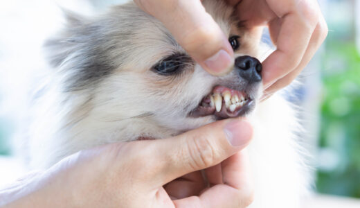 犬や猫の歯石除去の頻度はどのくらい？歯周病のリスクや歯石除去のメリット