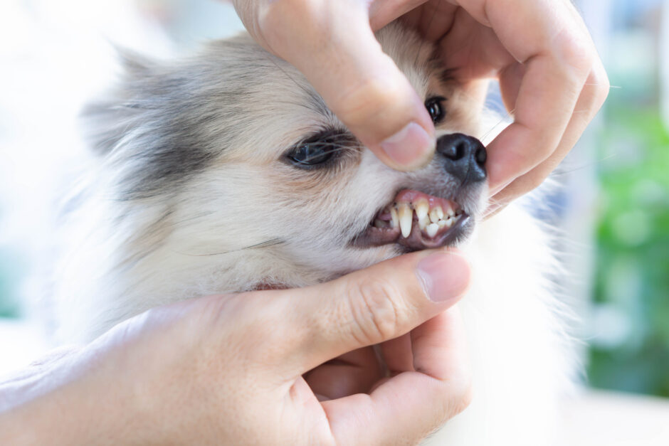 犬や猫の歯石除去の頻度はどのくらい？歯周病のリスクや歯石除去のメリット