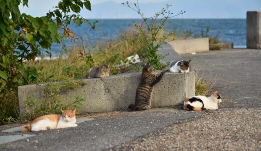 野良猫を保護したら動物病院へ連れて行くべき？動物病院で行われる検査や処置を解説