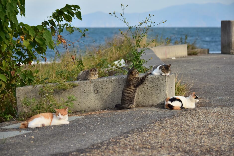 野良猫を保護したら動物病院へ連れて行くべき？動物病院で行われる検査や処置を解説