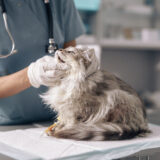 猫の甲状腺の病気｜甲状腺機能亢進症とは？原因や症状、治療法についても解説