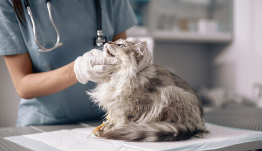 猫の甲状腺の病気｜甲状腺機能亢進症とは？原因や症状、治療法についても解説