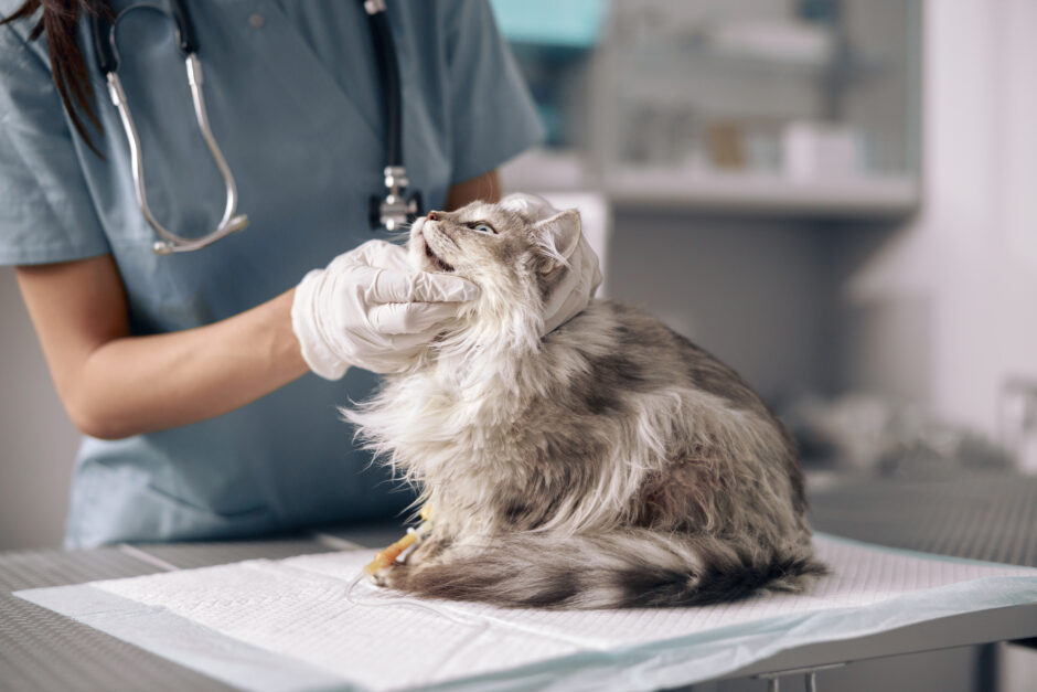 猫の甲状腺の病気｜甲状腺機能亢進症とは？原因や症状、治療法についても解説