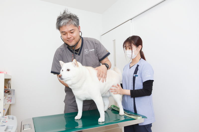 こひ動物病院