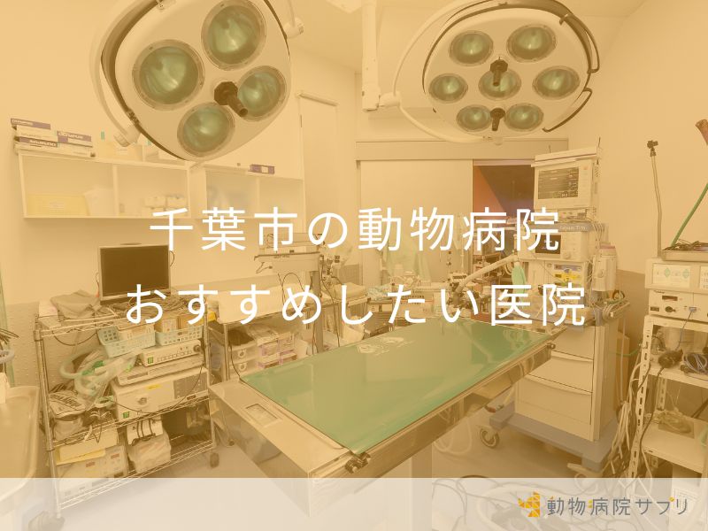 千葉市の動物病院 おすすめしたい医院
