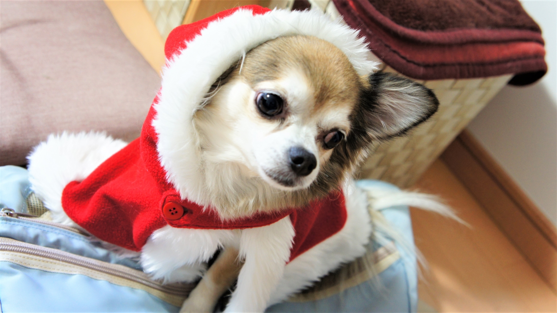 クリスマス衣装のロングコートチワワ