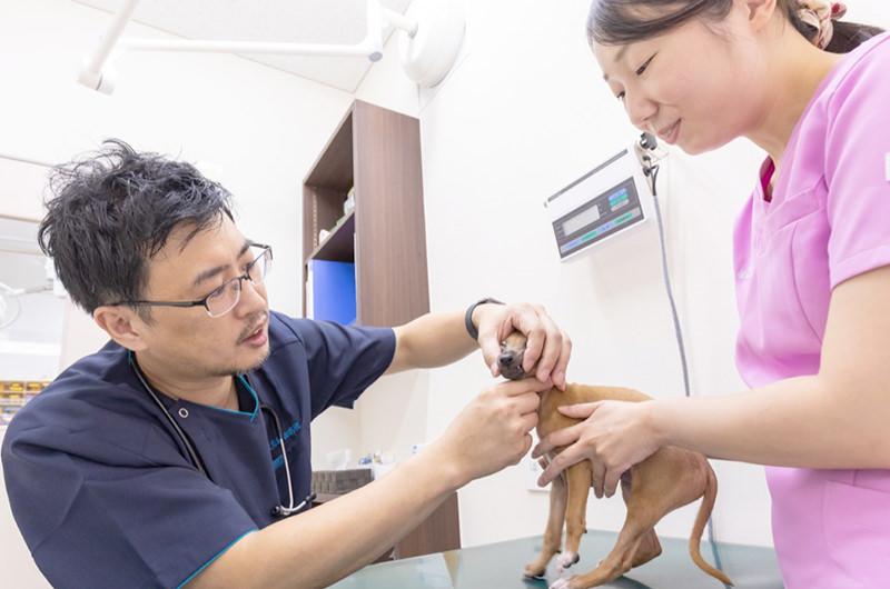 高島平手塚動物病院photo