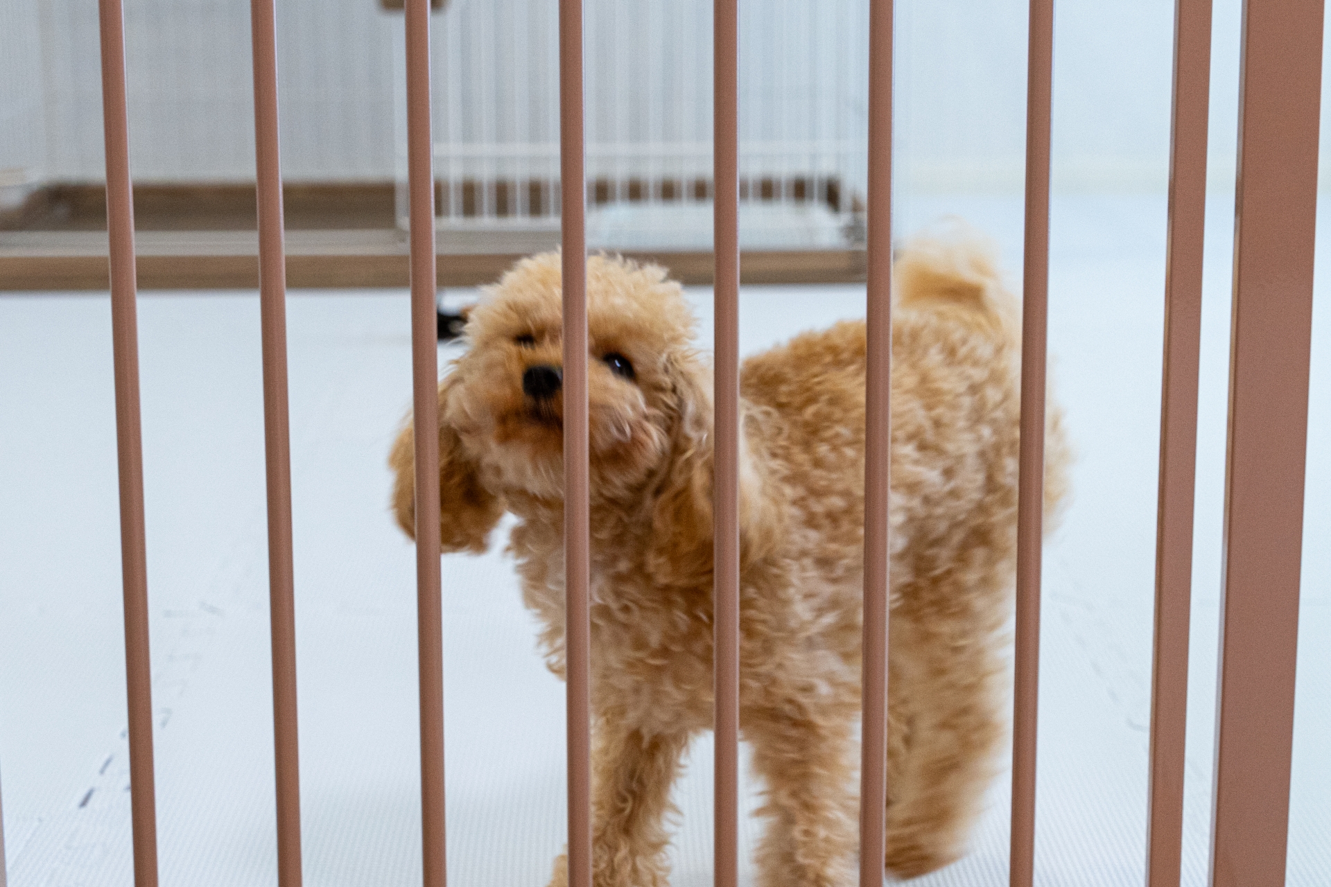 ペットホテルを利用する犬