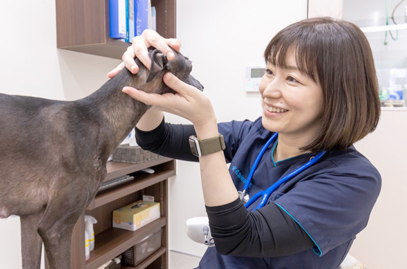 高島平手塚動物病院photo