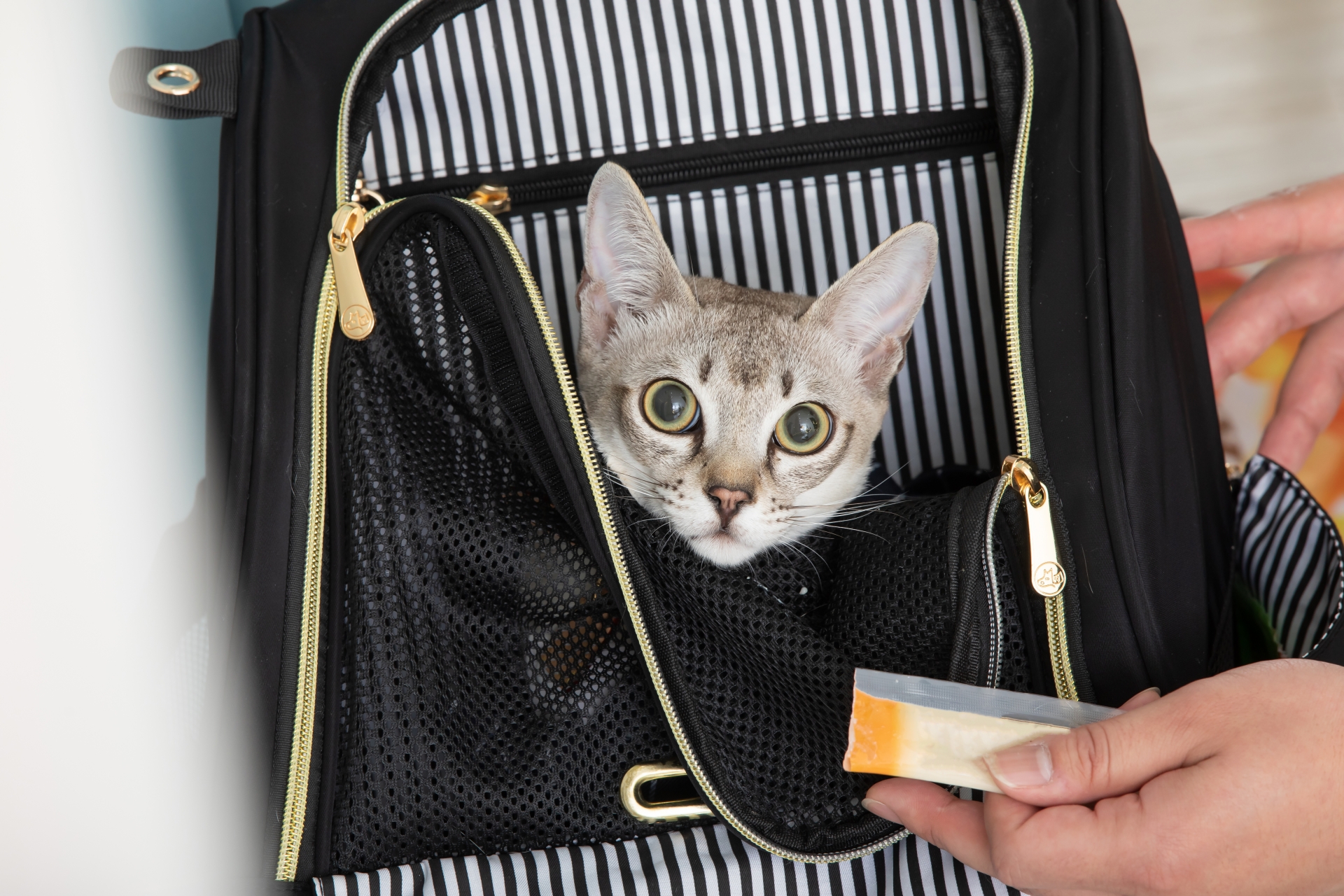 リュックから顔を出す猫