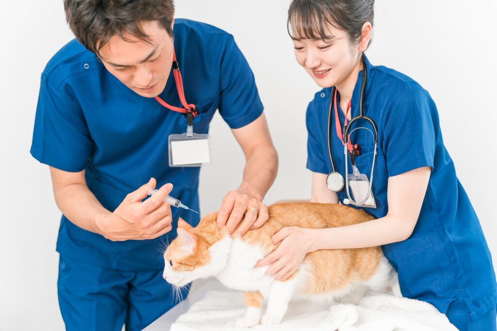 猫のワクチン接種の適切な時期